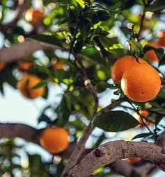 Wide variety of premium South African fruit produce